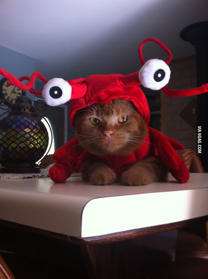 My cat in his lobster halloween costume. He really hates me. 9GAG