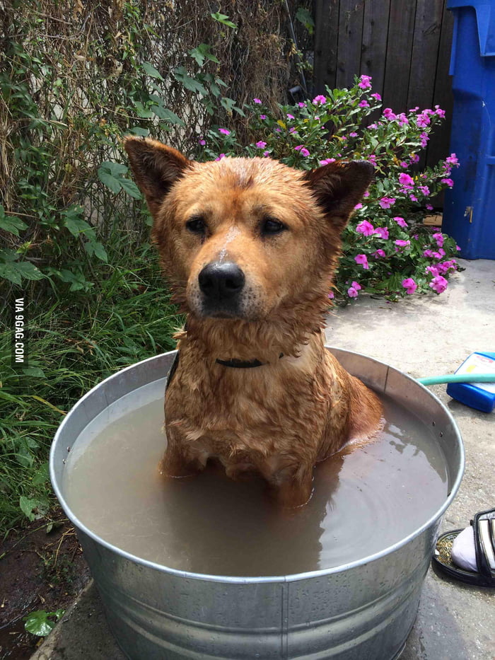 he-hates-getting-washed-but-he-knows-if-he-stays-still-it-ll-end