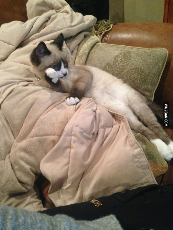 This Is How He Watches TV 9GAG