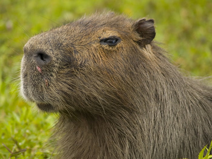 Mildly Angry Capybara - 9GAG