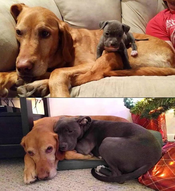 Snuggle buddies for life! 
