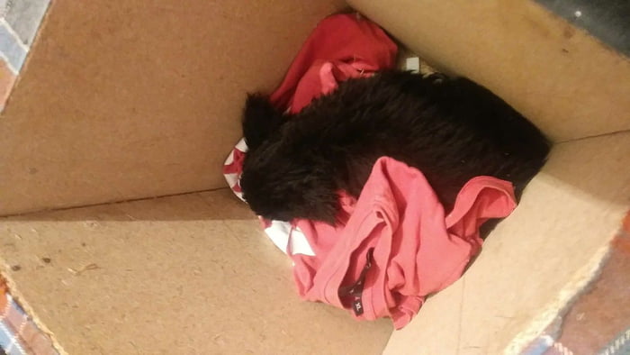 i found a puppy on the street