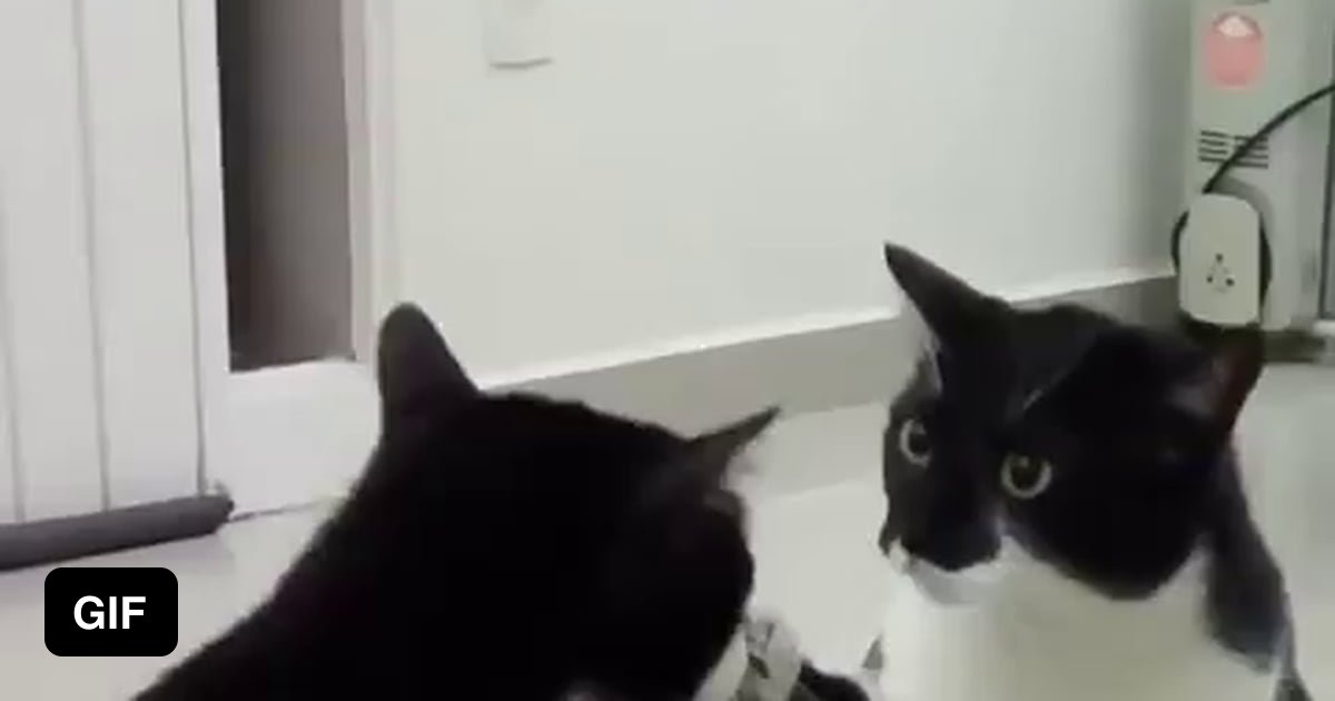 Who dat ????????????? - 9GAG