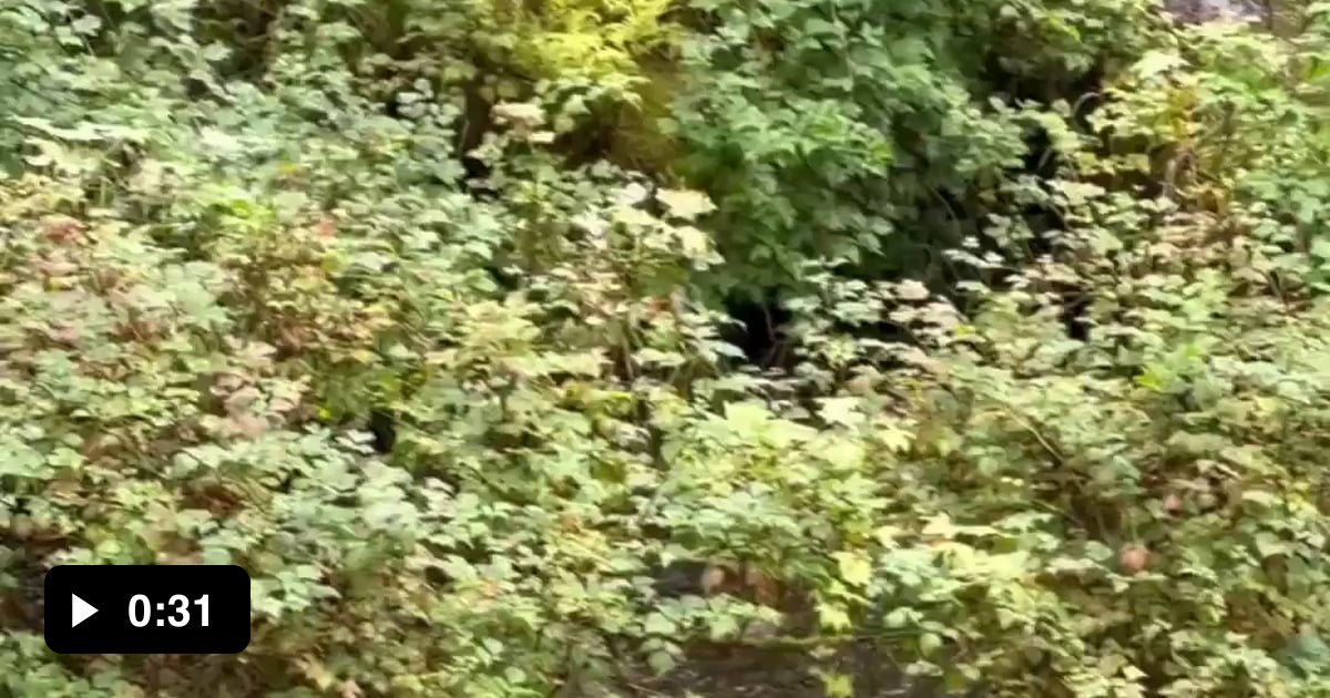 Baby bear shows off his catch to the wrong mom - 9GAG