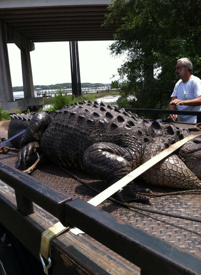 Is Gatorgross Com Right For You Find Out Now - v2c8gwq