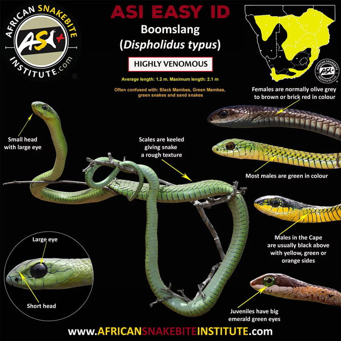 A cool guide to identifying the Boomslang, for hiking in African forest ...