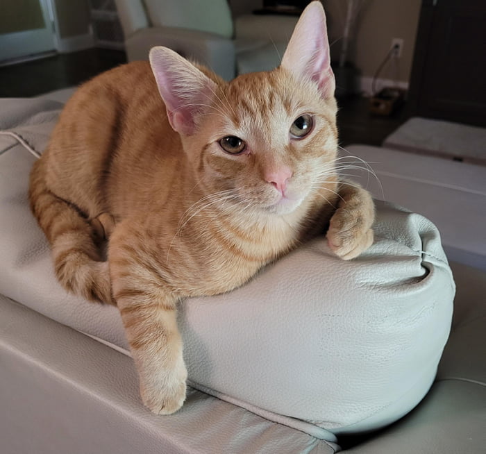 What bread of cat is this? - 9GAG