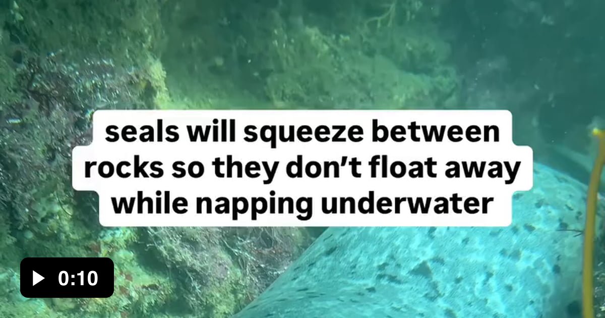 Marine seals can hold their breath for more than a 30 minutes - 9GAG