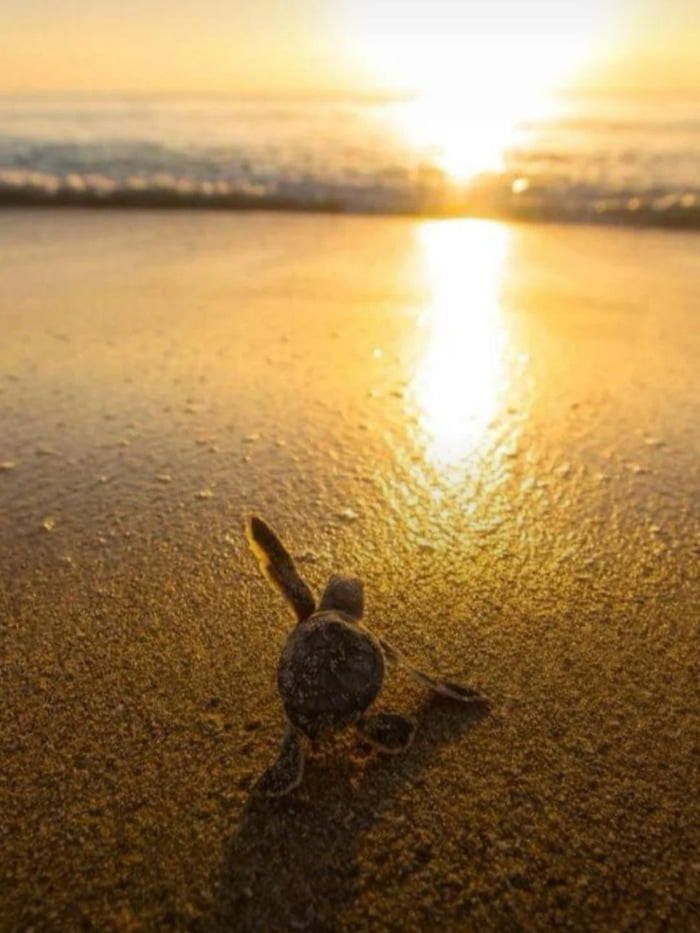 Baby turtle begins his life - 9GAG