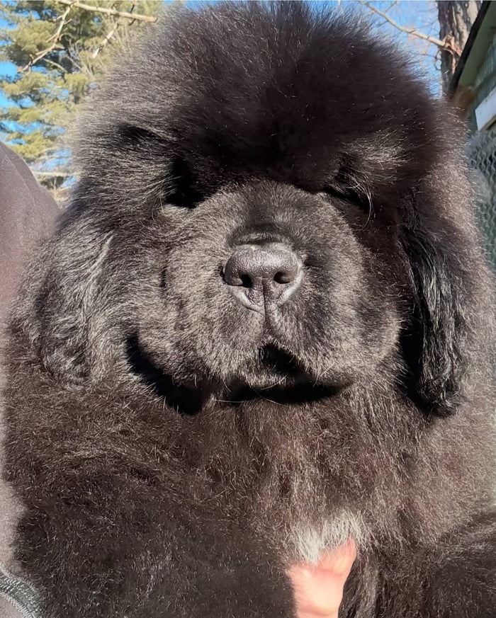 Just look at this absolute unit of fluff - 9GAG