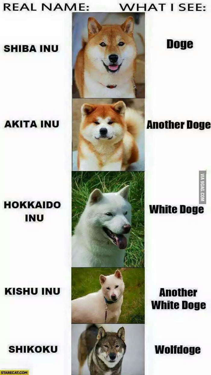 doge-doge-another-doge-9gag