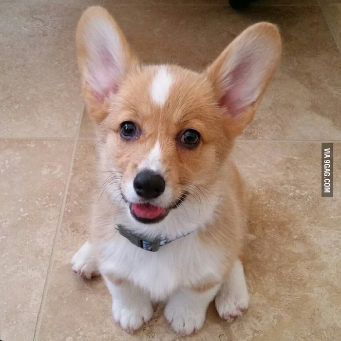 Meet Waffles! - 9GAG