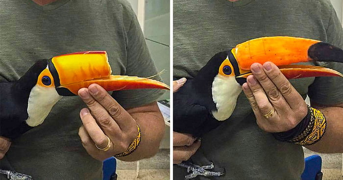 This toucan a 3D-printed beak. - 9GAG