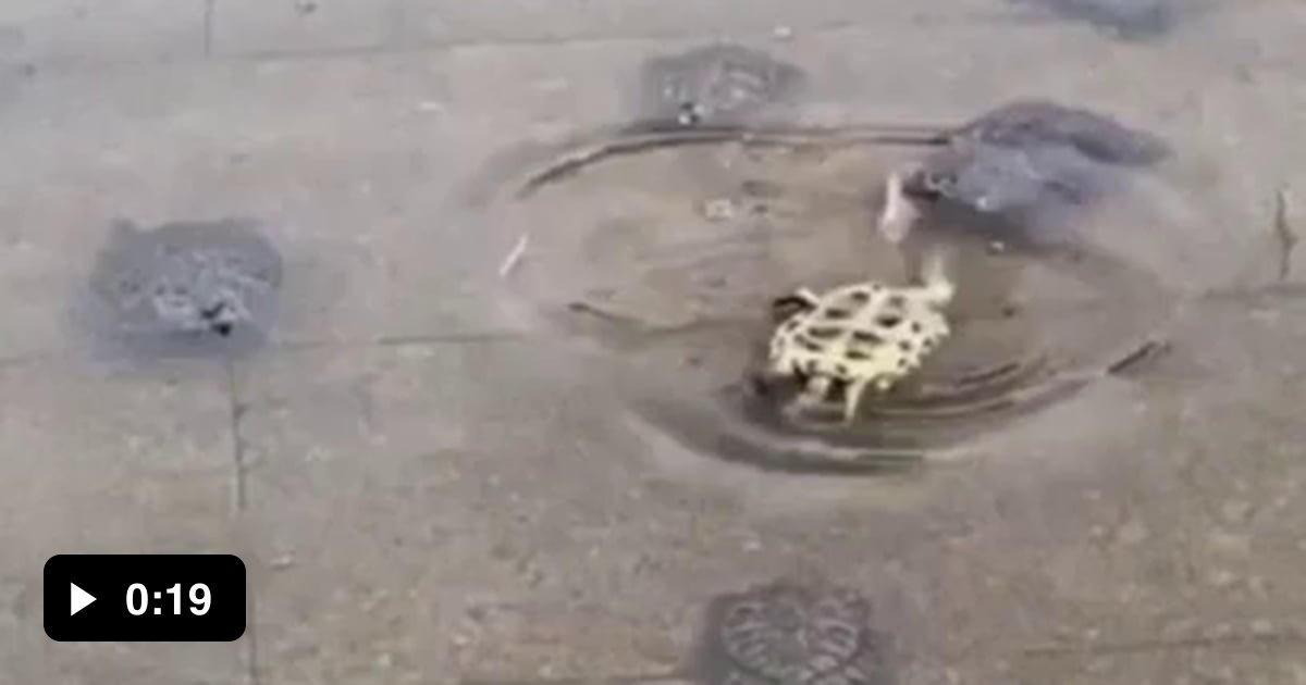 When turtle gets stuck, his Bros got his back. - 9GAG