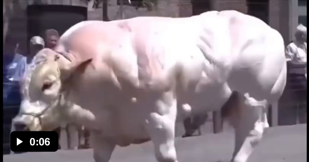 This Is A Bull Born Without Myostatin The Absence Of Myostatin Allows