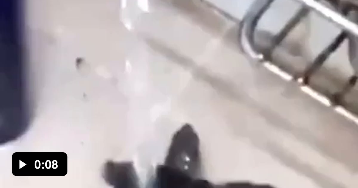 Dancing Turtle - 9GAG
