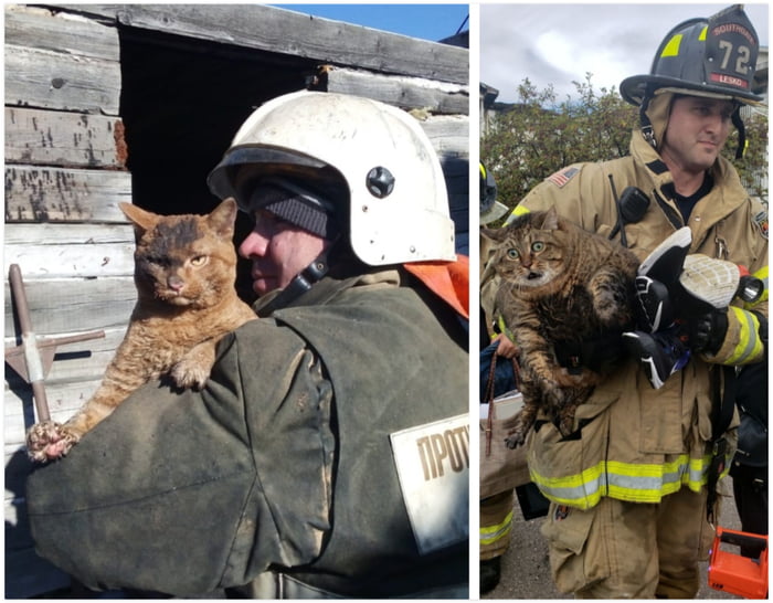 Russian and American cats after the fire - 9GAG