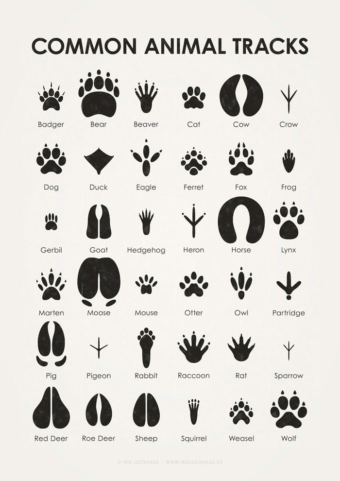 Common Animal Tracks - 9gag