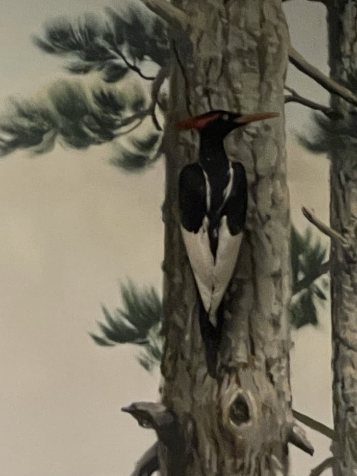The “Critically Endangered” Ivory Billed Woodpecker! They look very