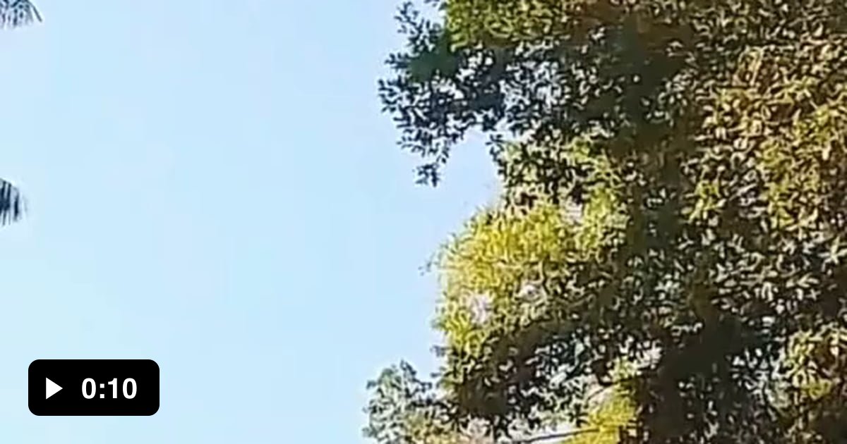 Good job! Monkey ! 9GAG