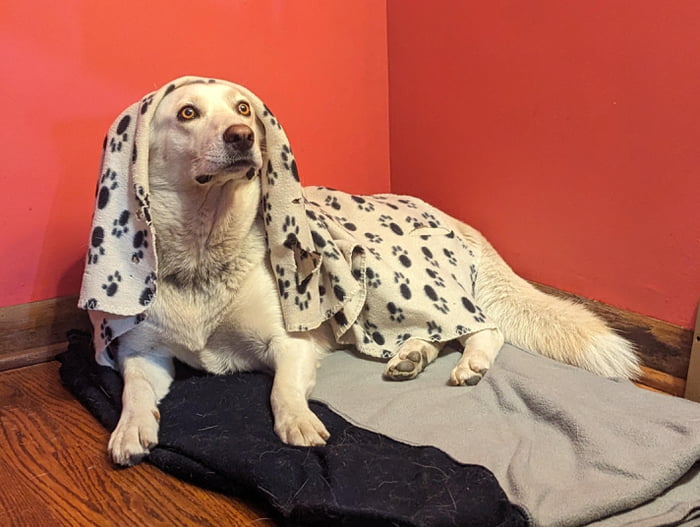 Put a blanket on her head and she didn't know what to do 9GAG