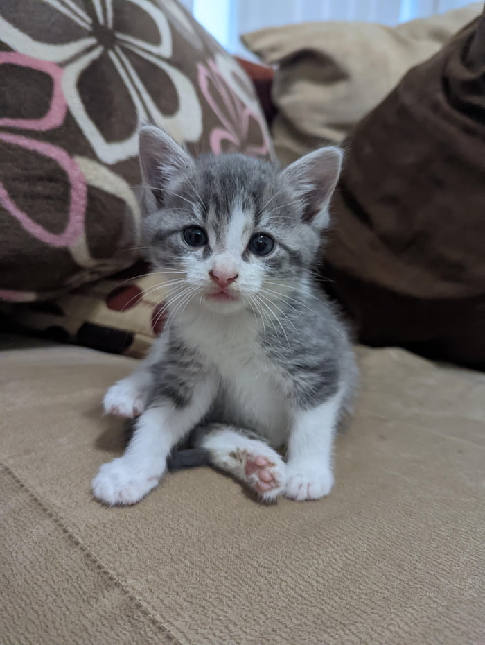 The smallest of the babies I've been fostering. She's still much smaller than the others. 9GAG