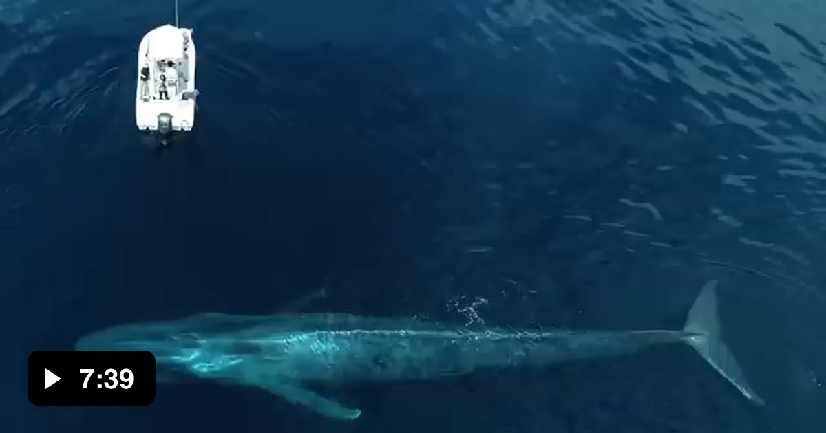 The largest animal that ever lived and still does, the blue whale. Some ...