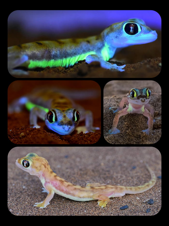 Namib sand geckos (which are nocturnal) have biofluorescent markings ...