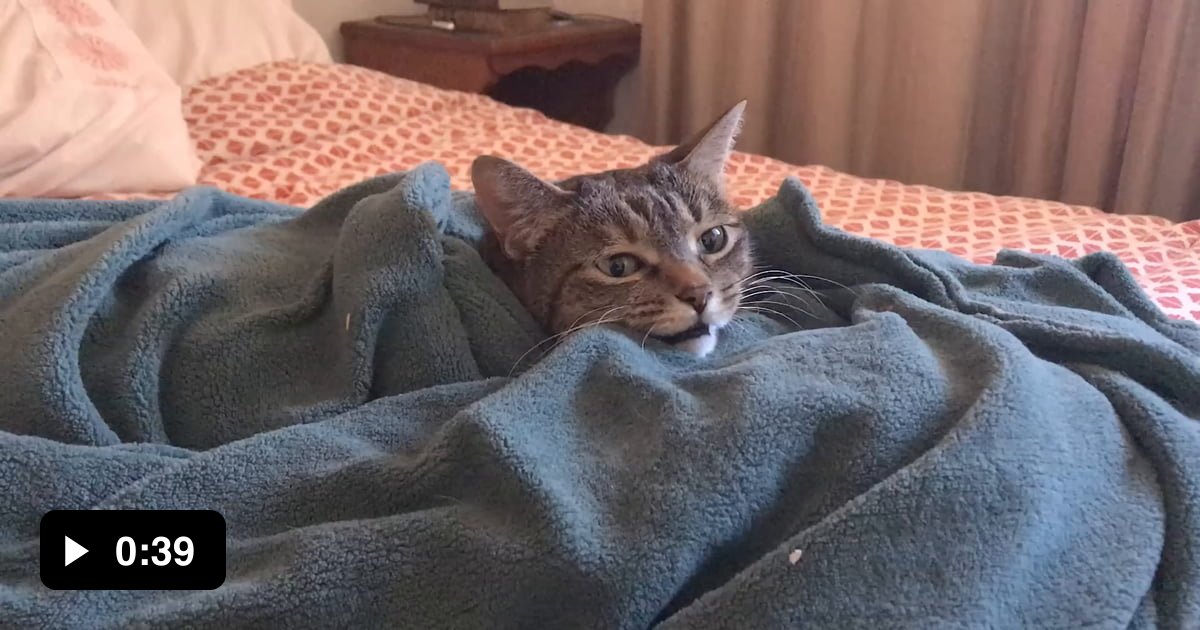 Cat in a Heated Blanket 9GAG