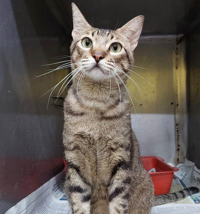 His job is to be cute everyday 9GAG