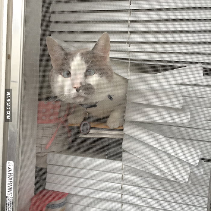 My Cat Waits For Me Outside The Bathroom