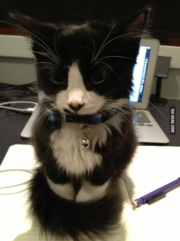 This cat neatly wraps fancy tail around his legs 9GAG