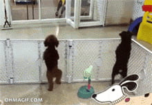 Happy dog getting picked up at daycare. - 9GAG