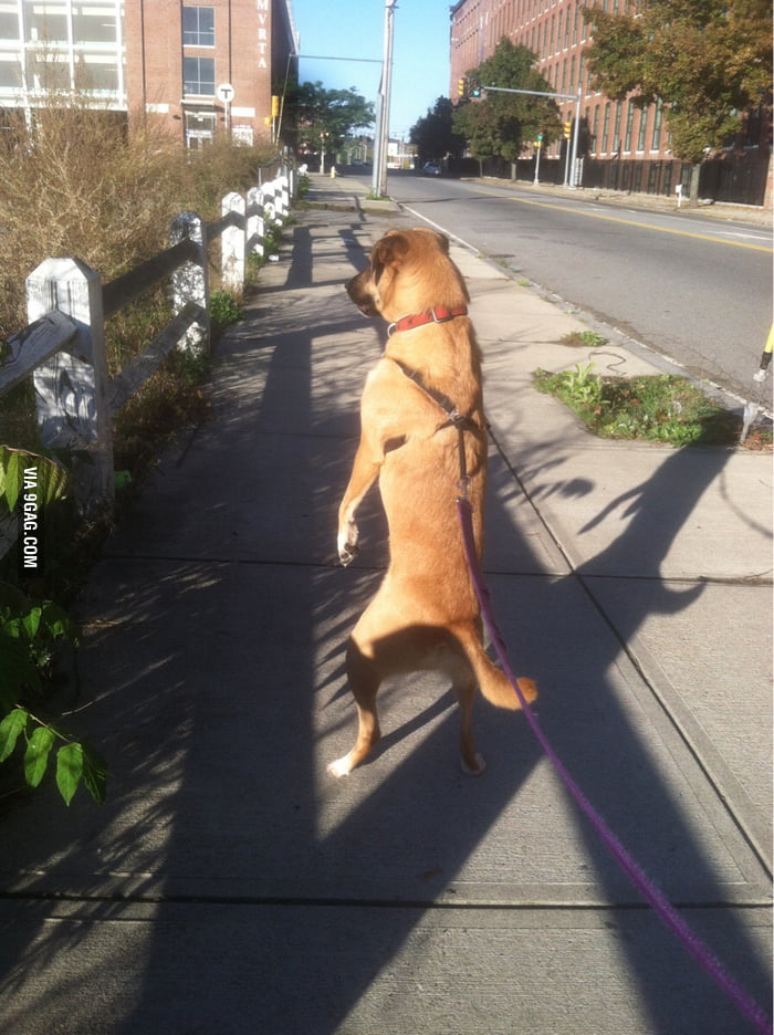 This dog likes to walk on just his hind legs sometimes. 9GAG