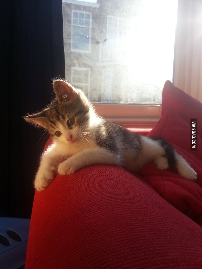 When you realize your cat looks way better on pictures than you do. - 9GAG