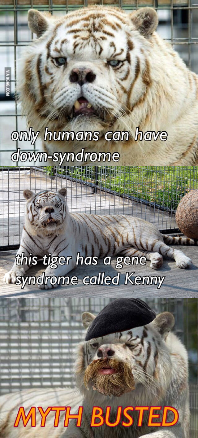 can animals have down syndrome
