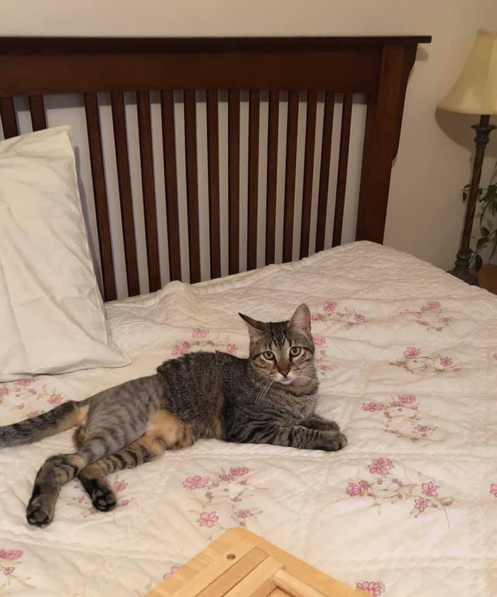 This Is Tigger A Few Weeks Ago He Went Missing He Was Hit By A Truck He Broke His Pelvis And Fractured His Femur He Still Managed To Make His Way Home 9gag