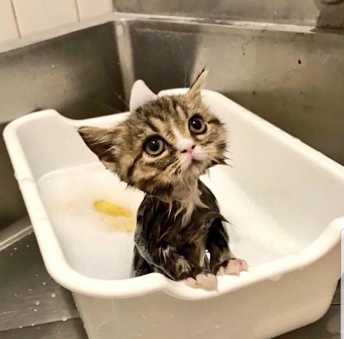 Wet kitty leak