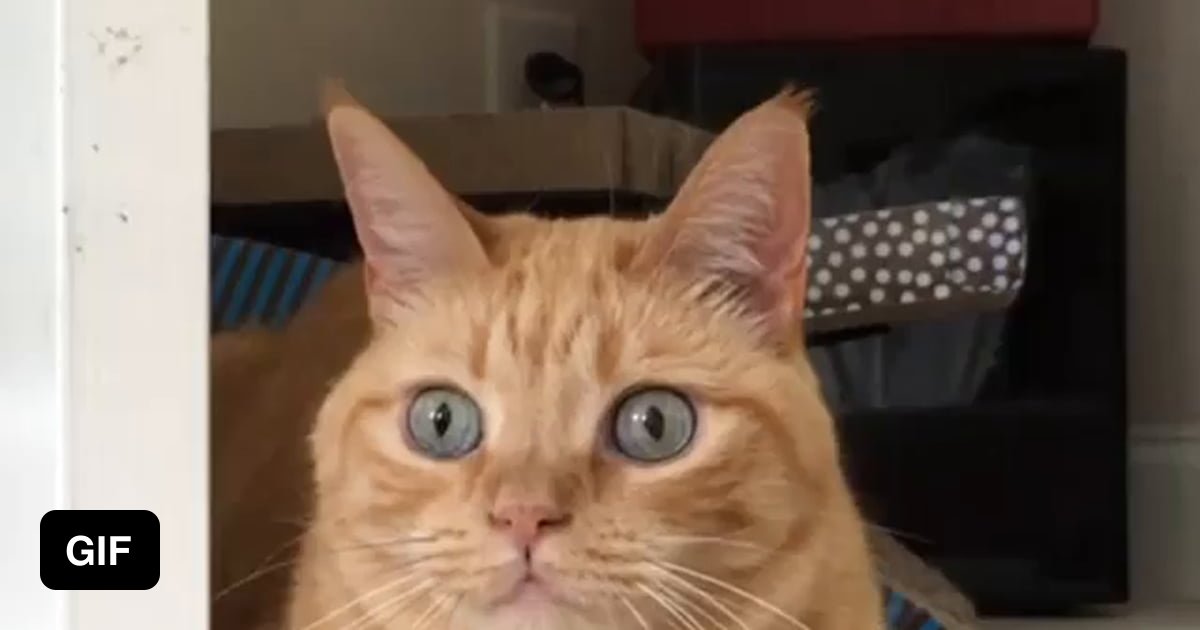 Cat eyes dilating 9GAG
