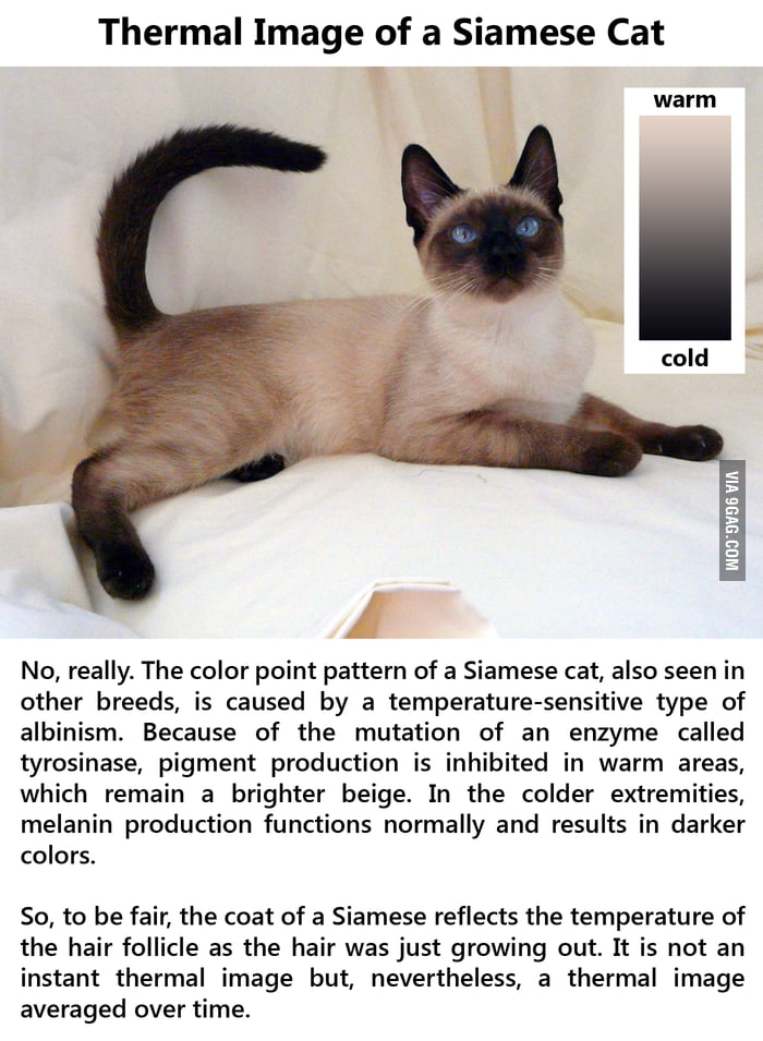 Thermal Image of a Siamese Cat - 9GAG