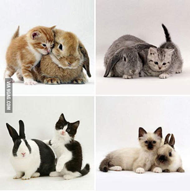 Adorable Kittens And Their Rabbit Counterparts 9gag 