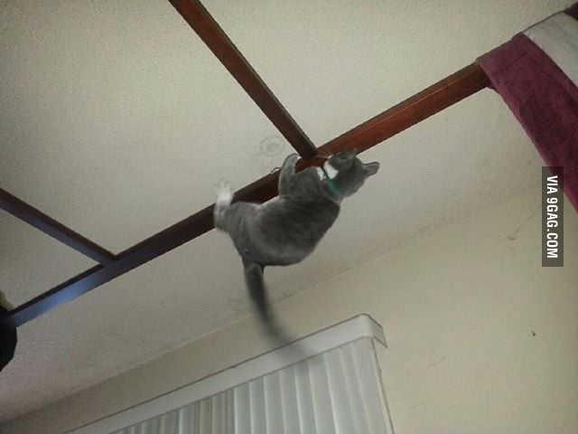 Woke Up To My New Kitten Hanging Upside Down From My Bed