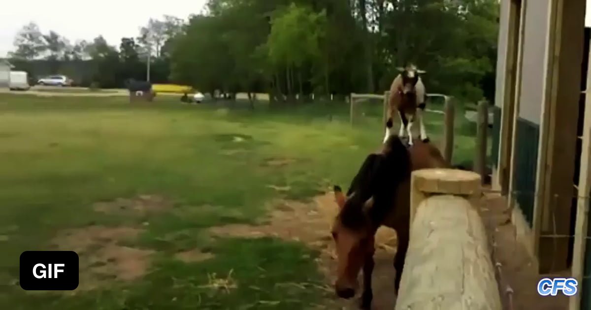 Goat riding a horse - 9GAG