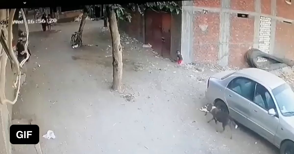 Hero Cat Saves Kid From A Dog - 9gag