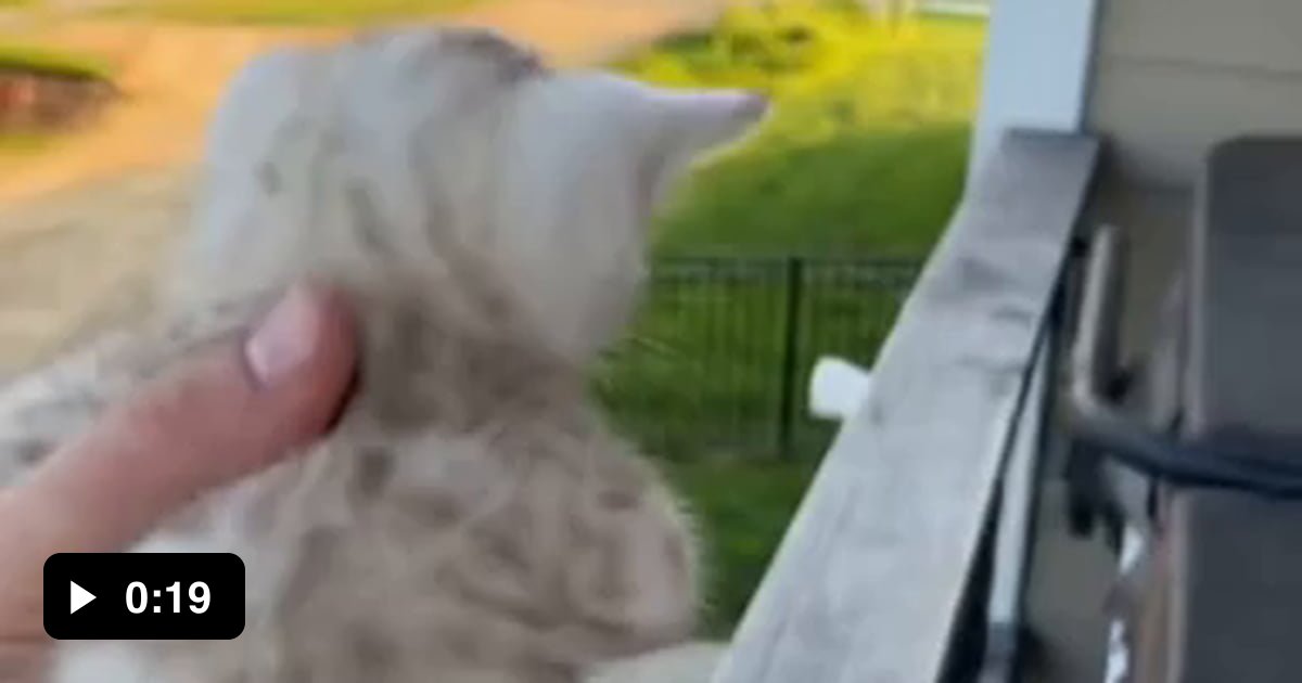 Mama Cat Comes Running Home to Kitten's Cry. 9GAG