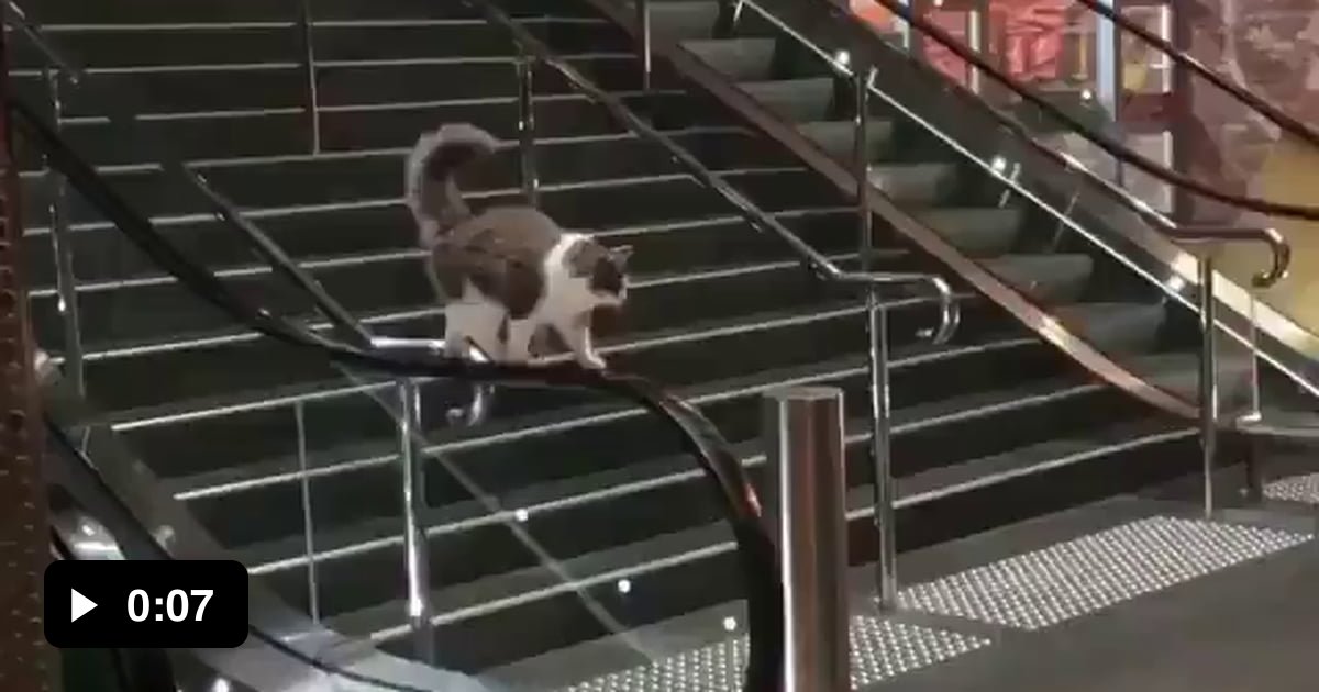 Cat can't get off the escalator 9GAG
