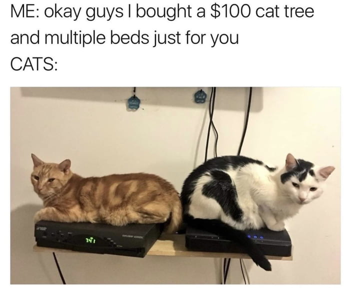 Cats 9gag