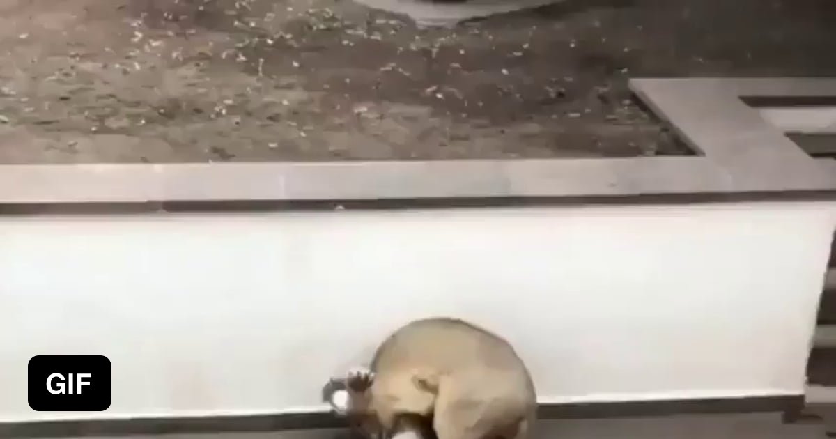 King of the Jungle - 9GAG
