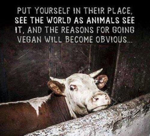 We should avoid being cruel to animals; we should not harm animals  unnecessarily. The production of animal products harms animals. The  consumption of animal products is unnecessary. - 9GAG