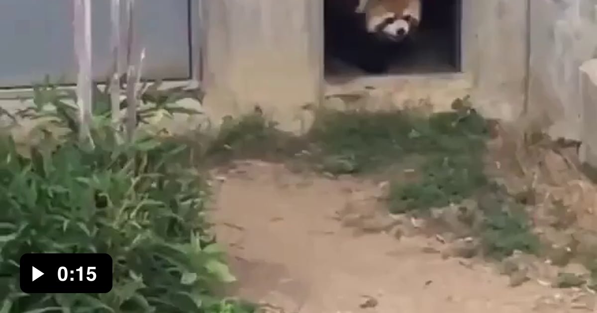 Cute Red panda trying to scare off a stone , by standing.. - 9GAG